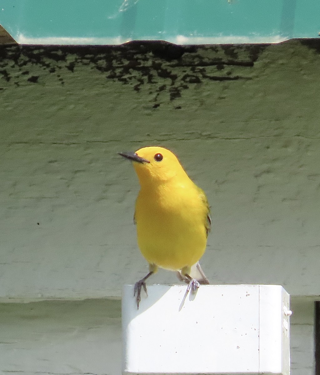 Prothonotary Warbler - ML618707353