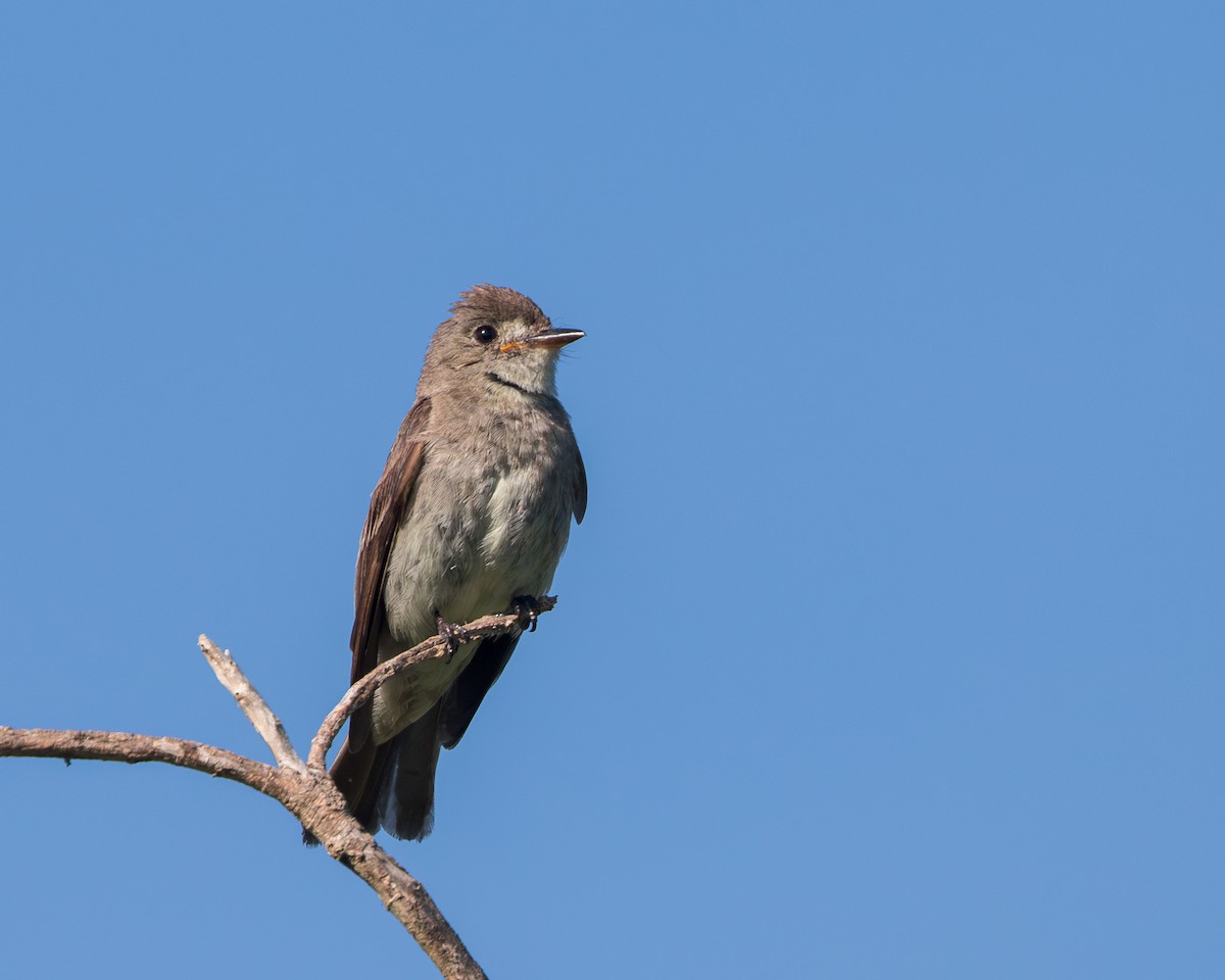 Greater Pewee (Mexican) - ML618707367