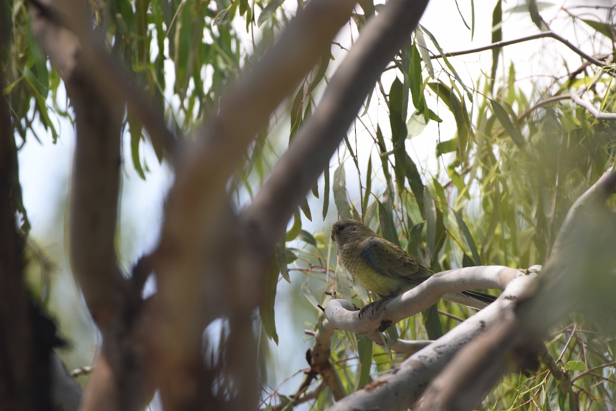 Red-rumped Parrot - ML618707381