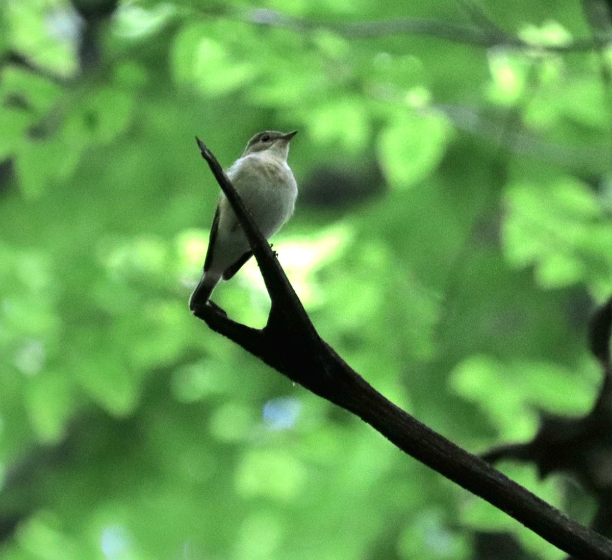 Red-breasted Flycatcher - ML618707414