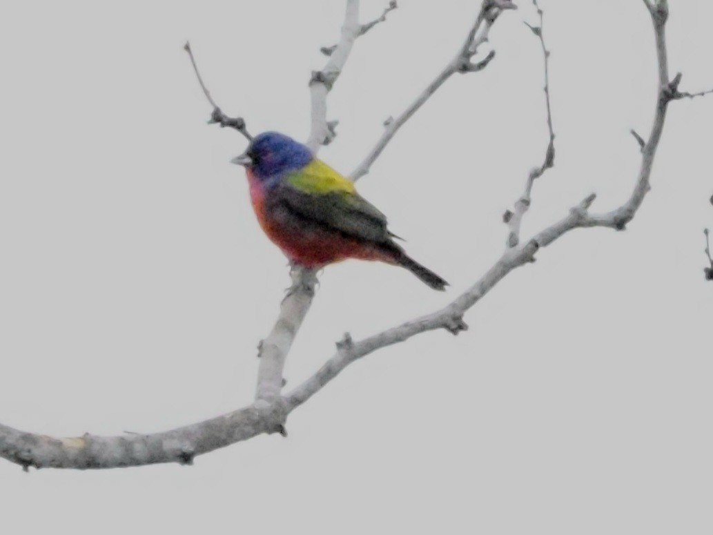 Painted Bunting - ML618707438