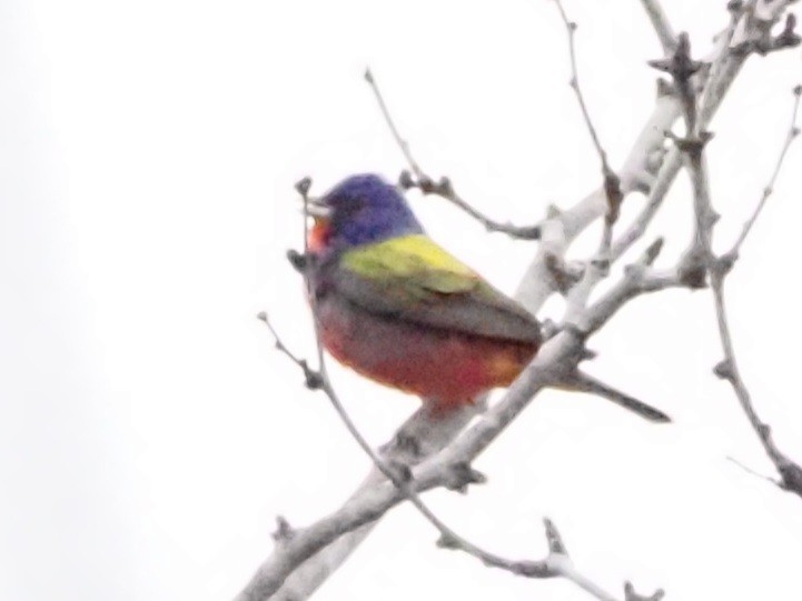 Painted Bunting - ML618707439