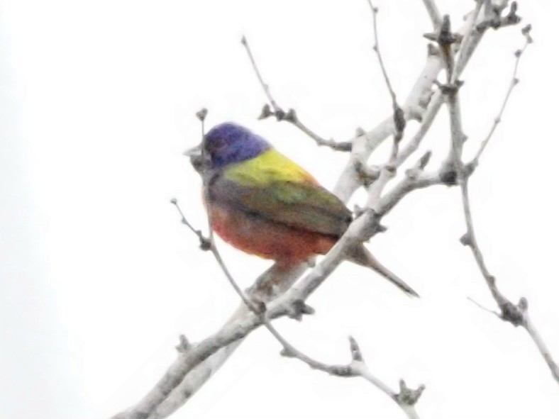 Painted Bunting - ML618707440