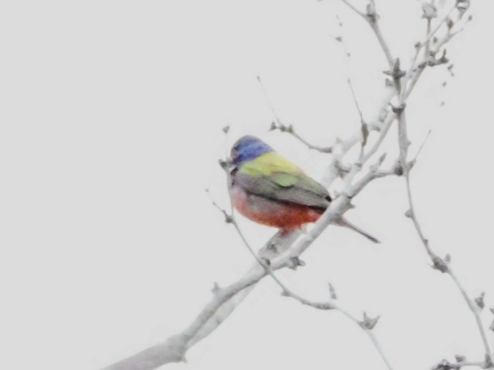 Painted Bunting - ML618707441