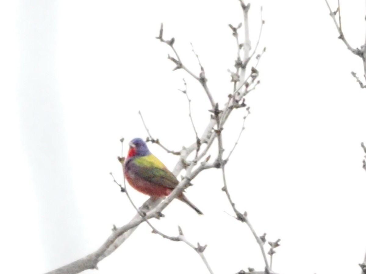 Painted Bunting - ML618707444
