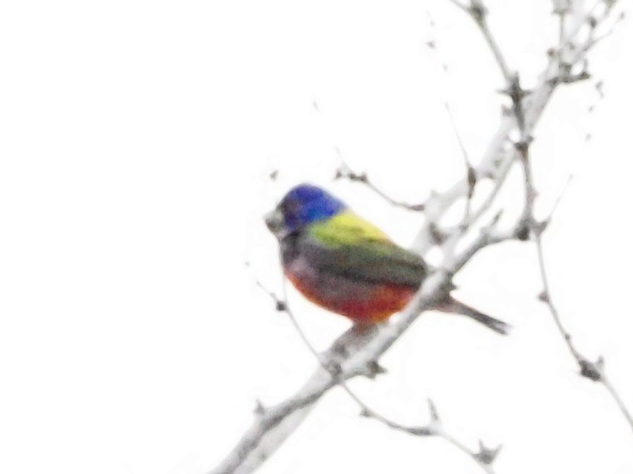 Painted Bunting - ML618707445