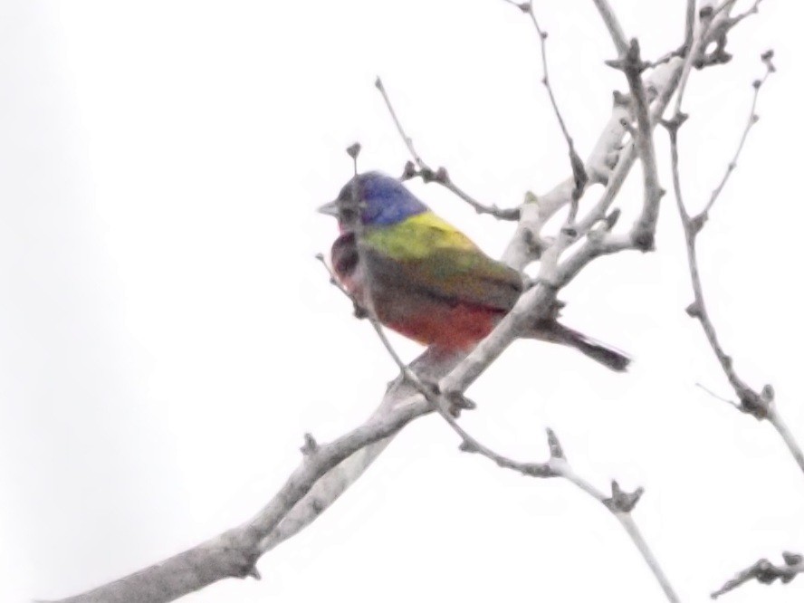 Painted Bunting - ML618707446