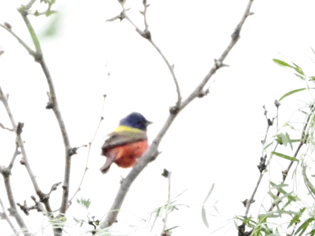 Painted Bunting - ML618707448
