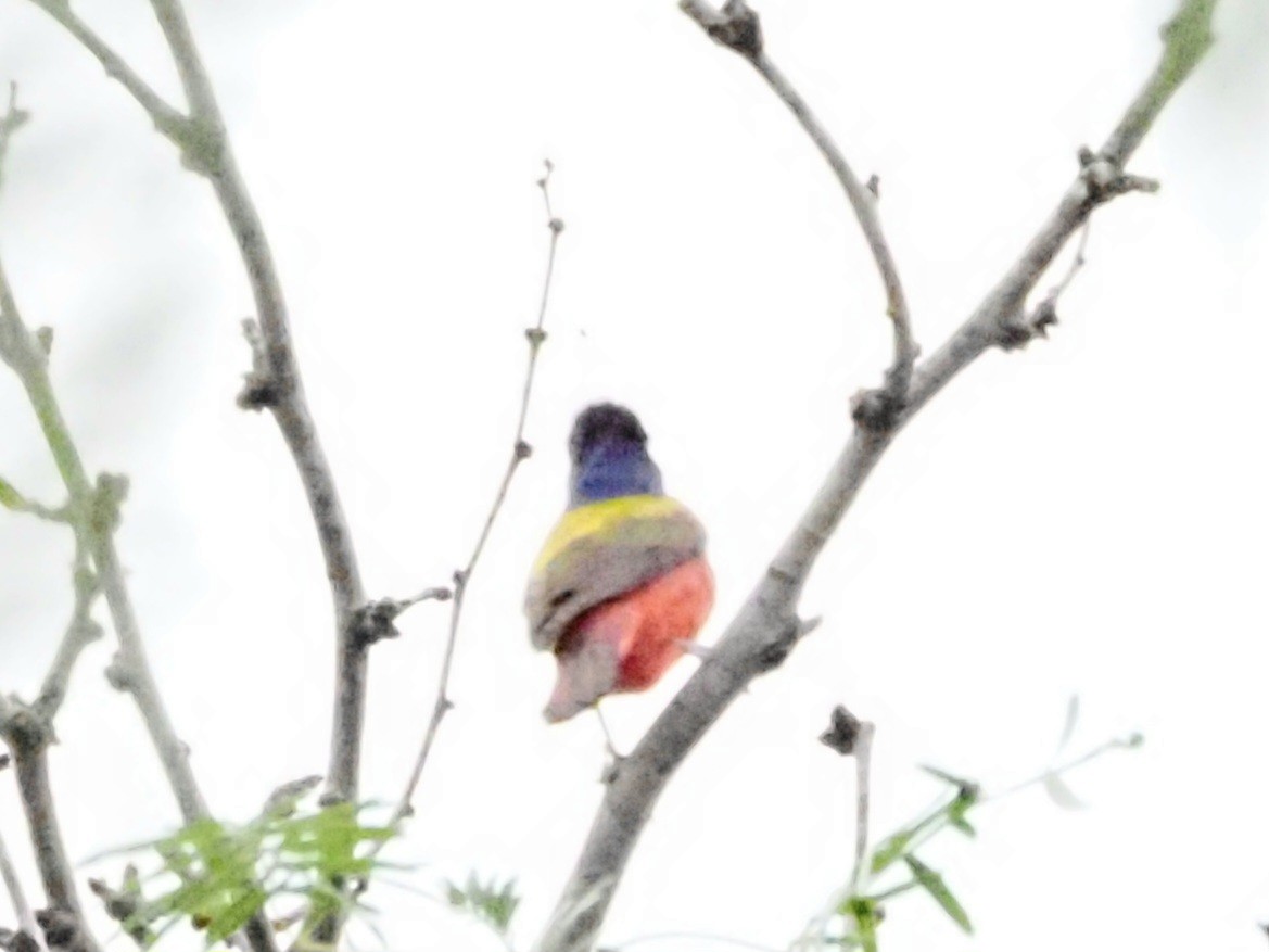 Painted Bunting - ML618707449