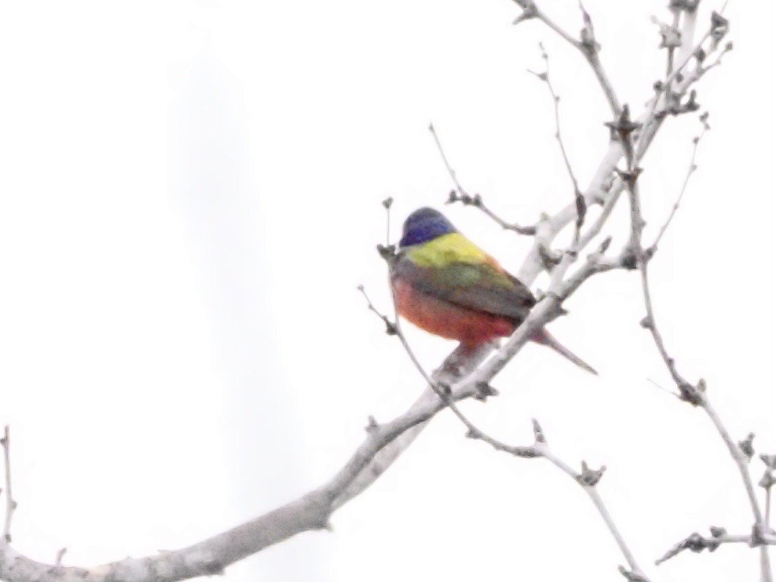 Painted Bunting - ML618707450