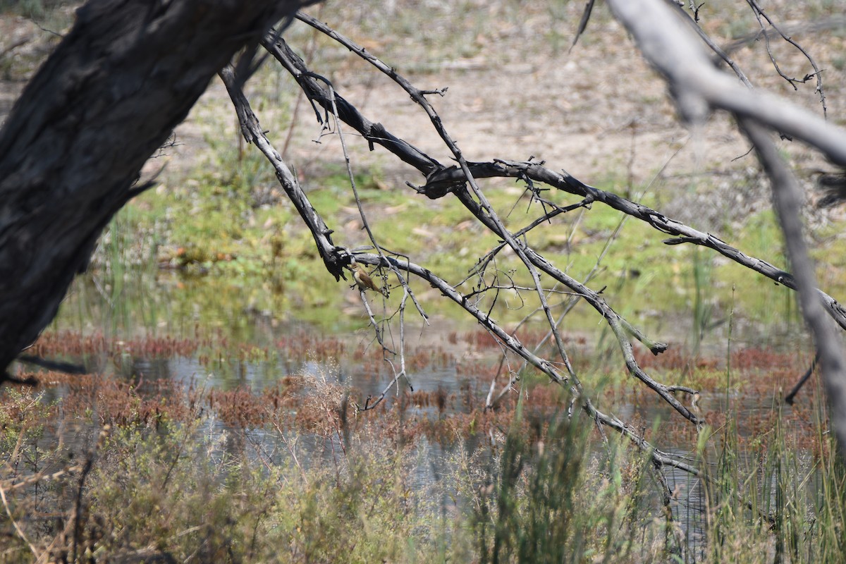 Australian Reed Warbler - ML618707452
