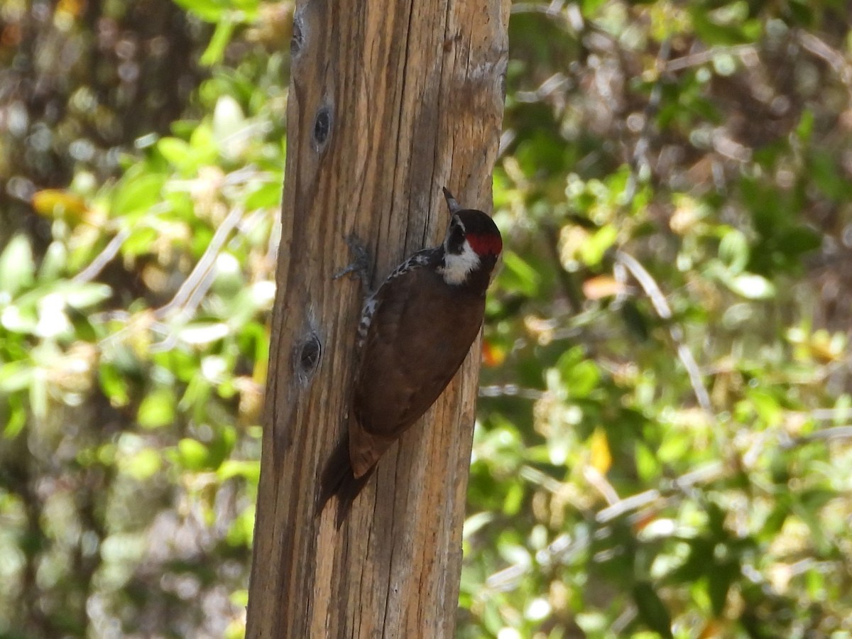 Arizona Woodpecker - ML618707462