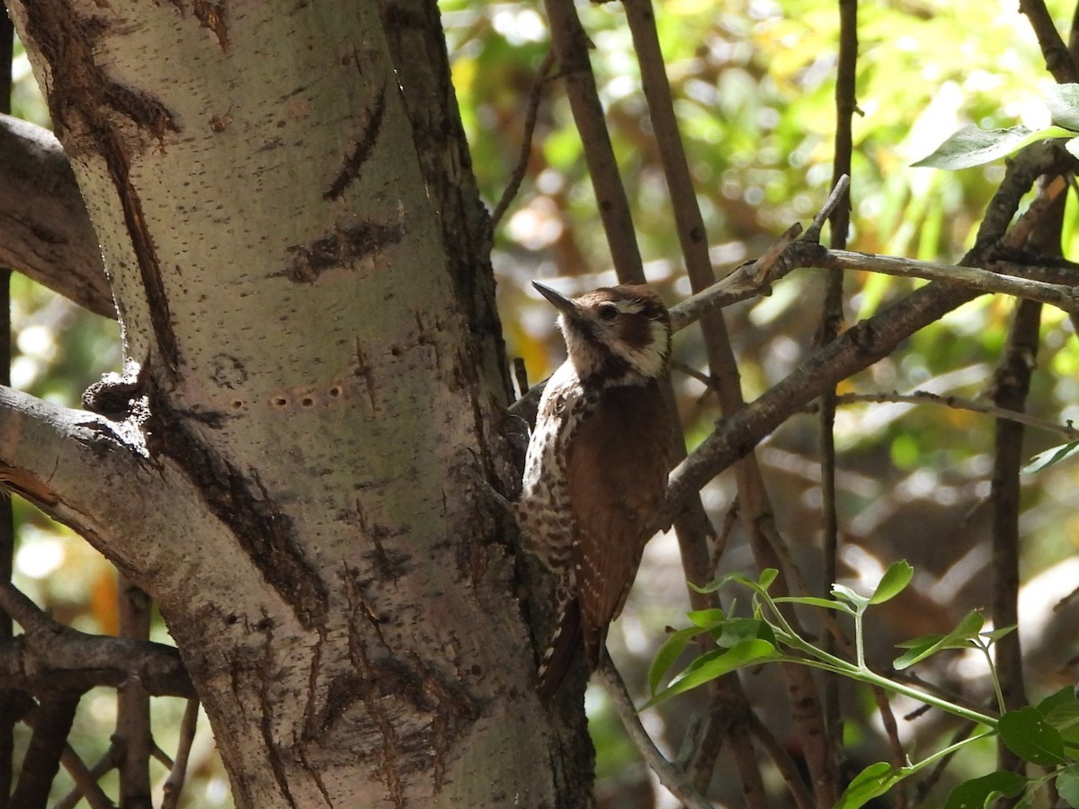 Arizona Woodpecker - ML618707463