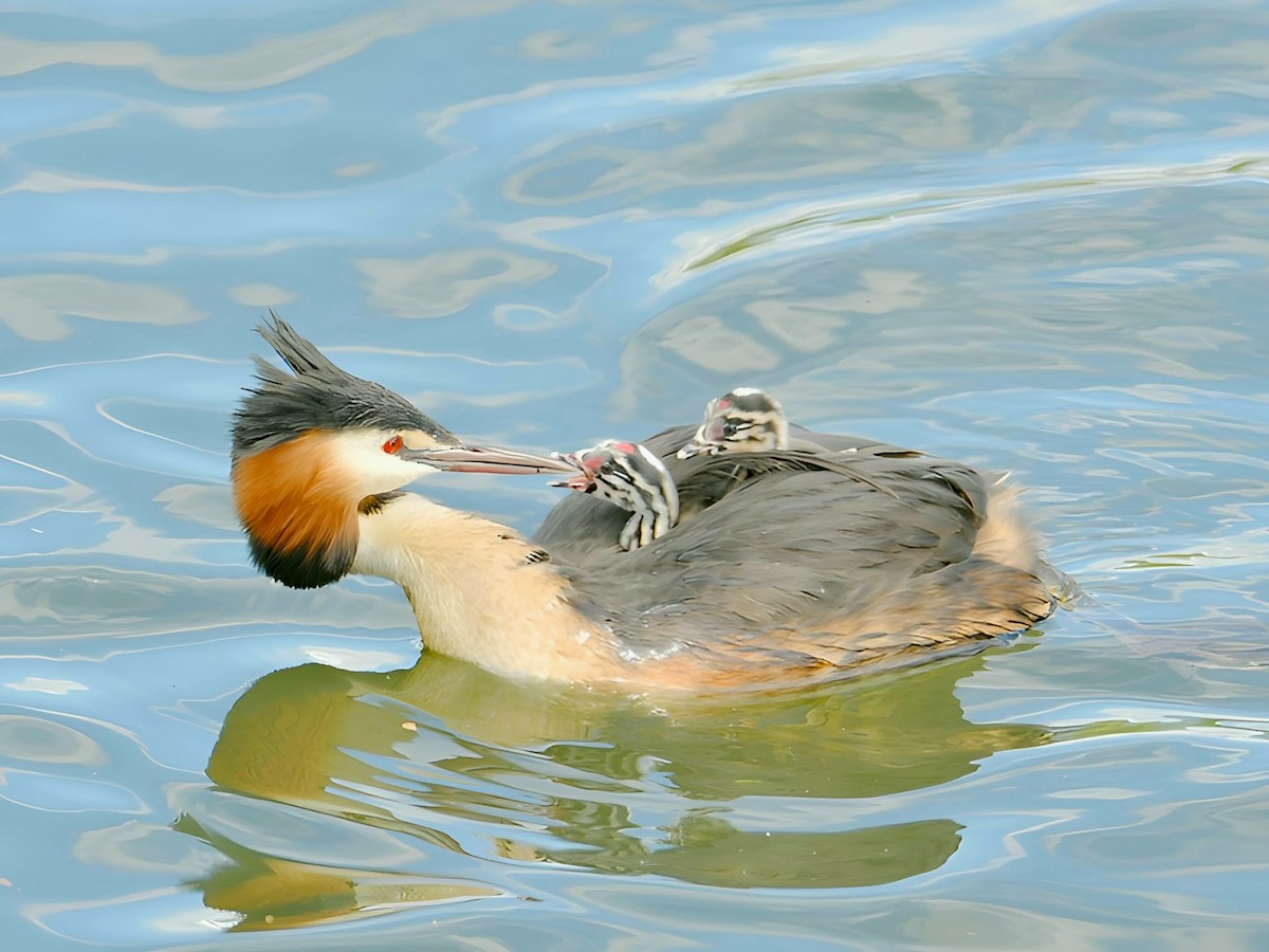 Great Crested Grebe - ML618707474