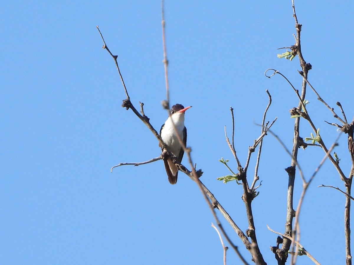 Violet-crowned Hummingbird - ML618707516