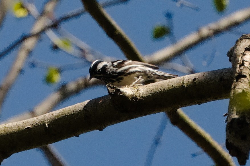 Black-and-white Warbler - ML618707521