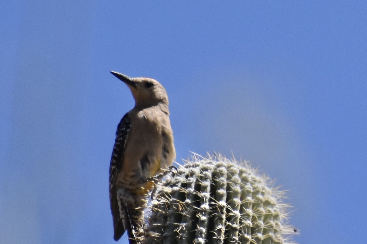 Pic des saguaros - ML618707522