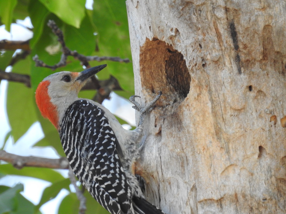 Red-bellied Woodpecker - ML618707527