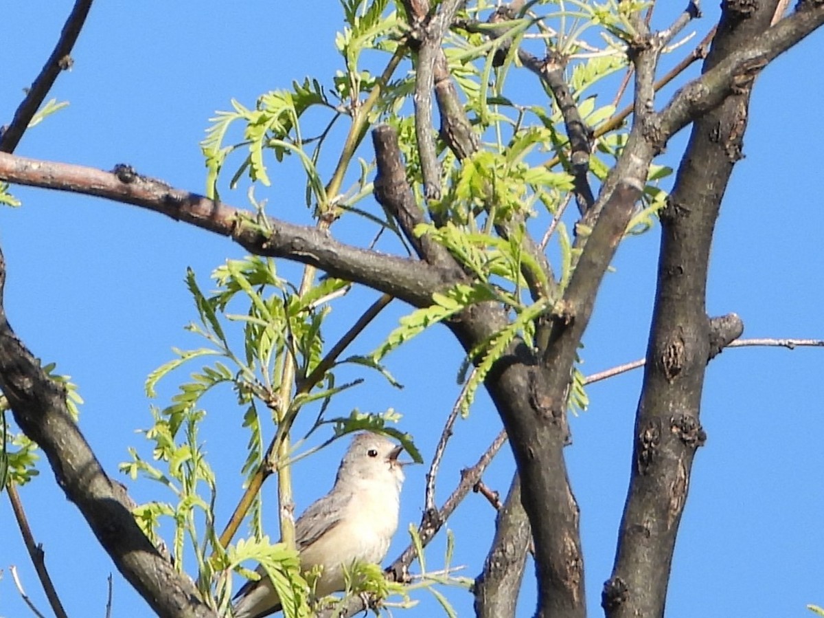 Lucy's Warbler - ML618707529