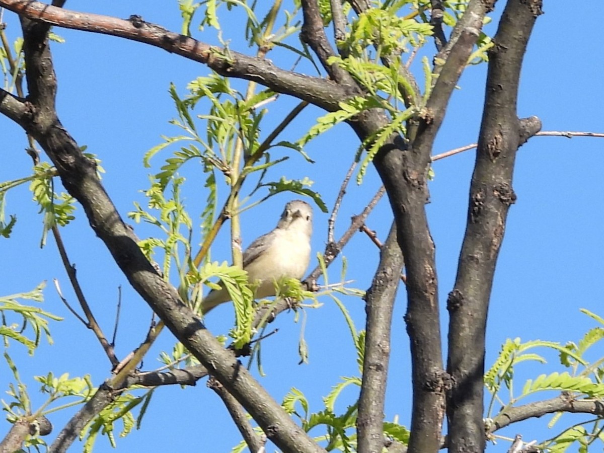 Lucy's Warbler - ML618707530