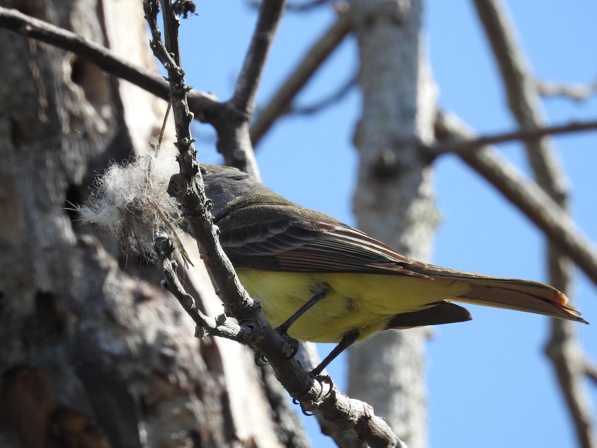 Great Crested Flycatcher - ML618707532