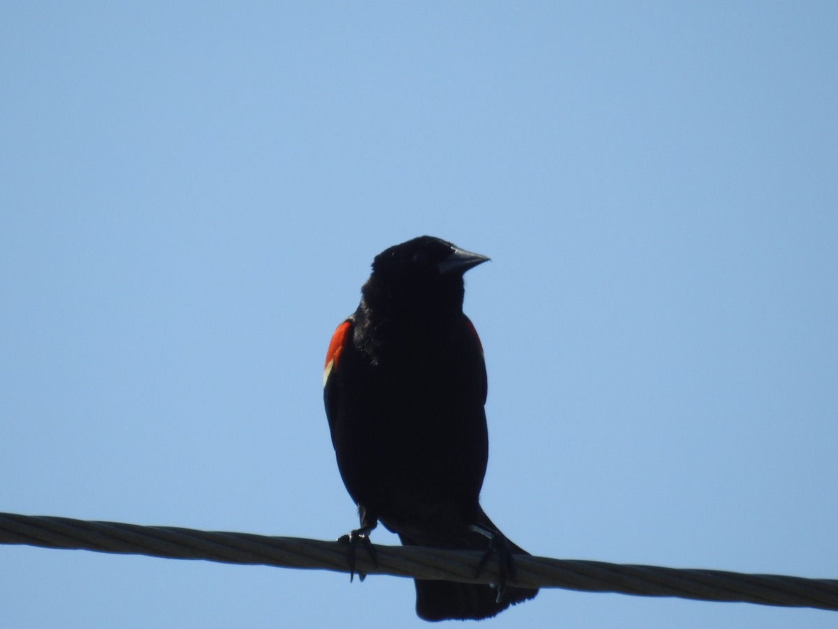Red-winged Blackbird - ML618707538