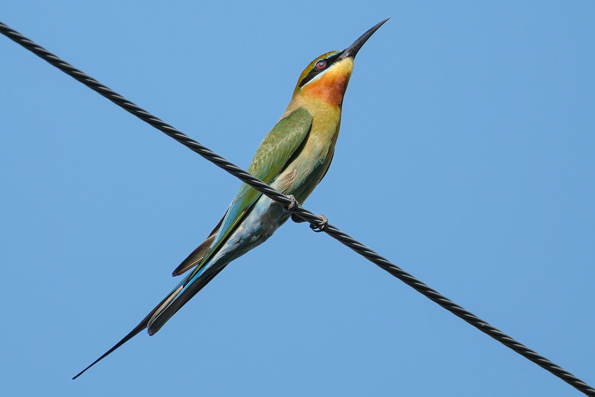 Blue-tailed Bee-eater - ML618707552