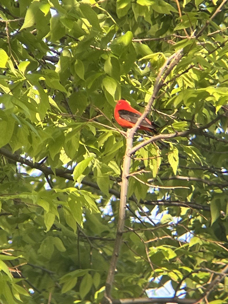 Scarlet Tanager - ML618707556
