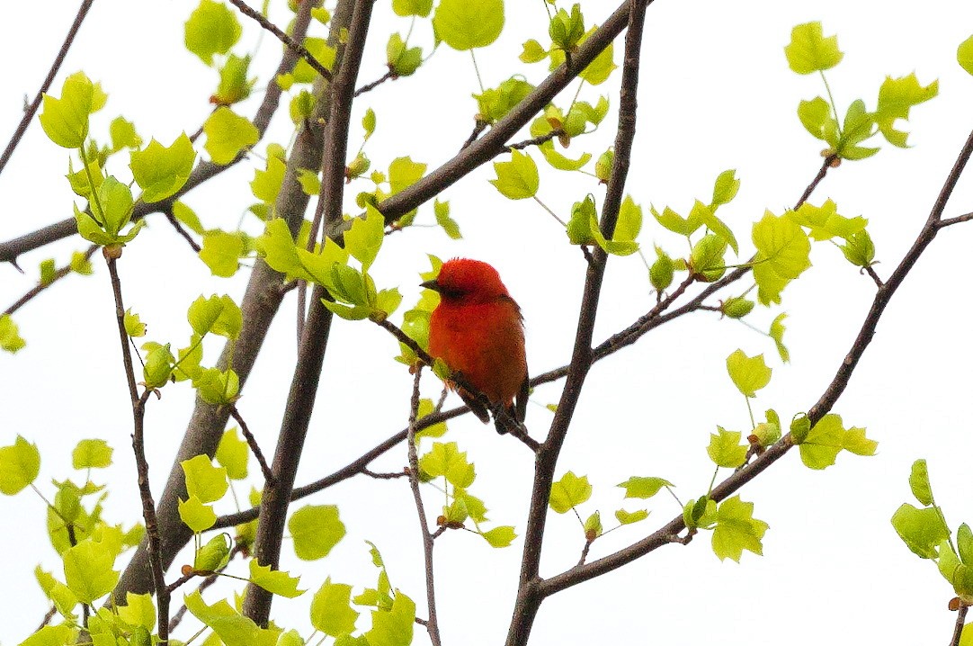 Scarlet Tanager - ML618707564