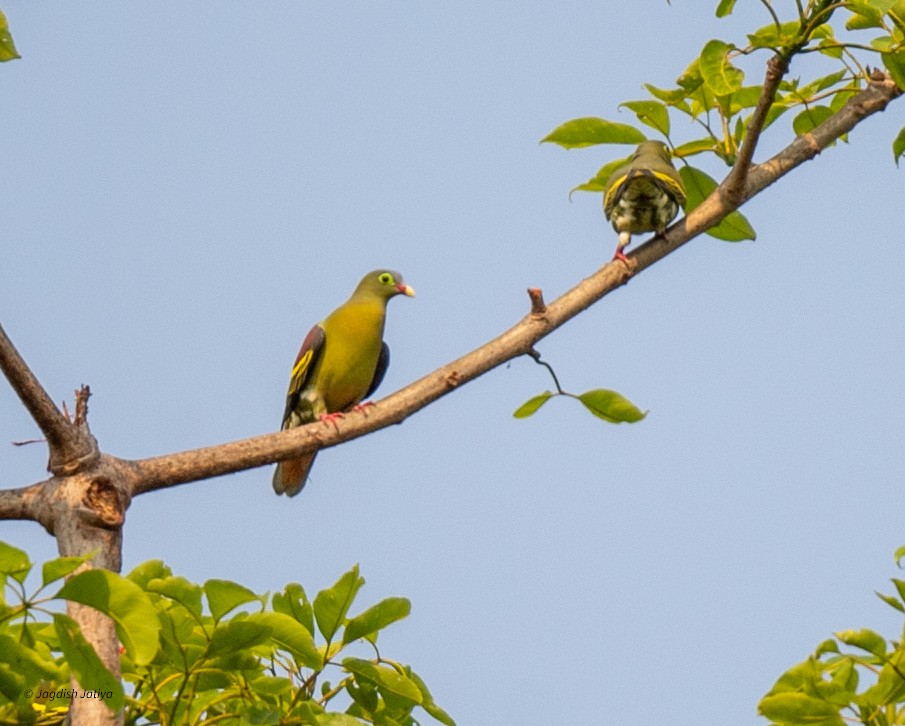 Thick-billed Green-Pigeon - ML618707588