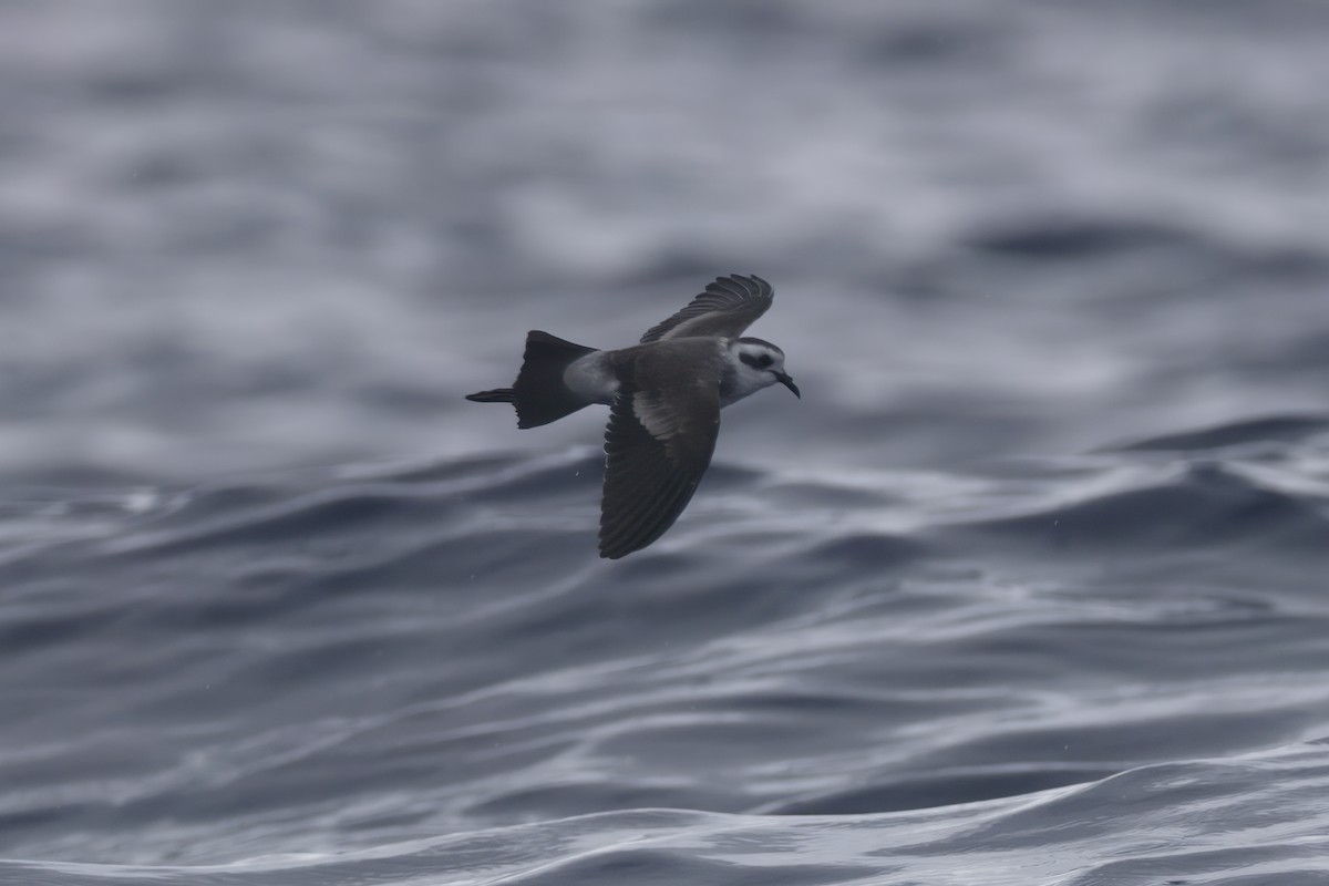 White-faced Storm-Petrel - ML618707591