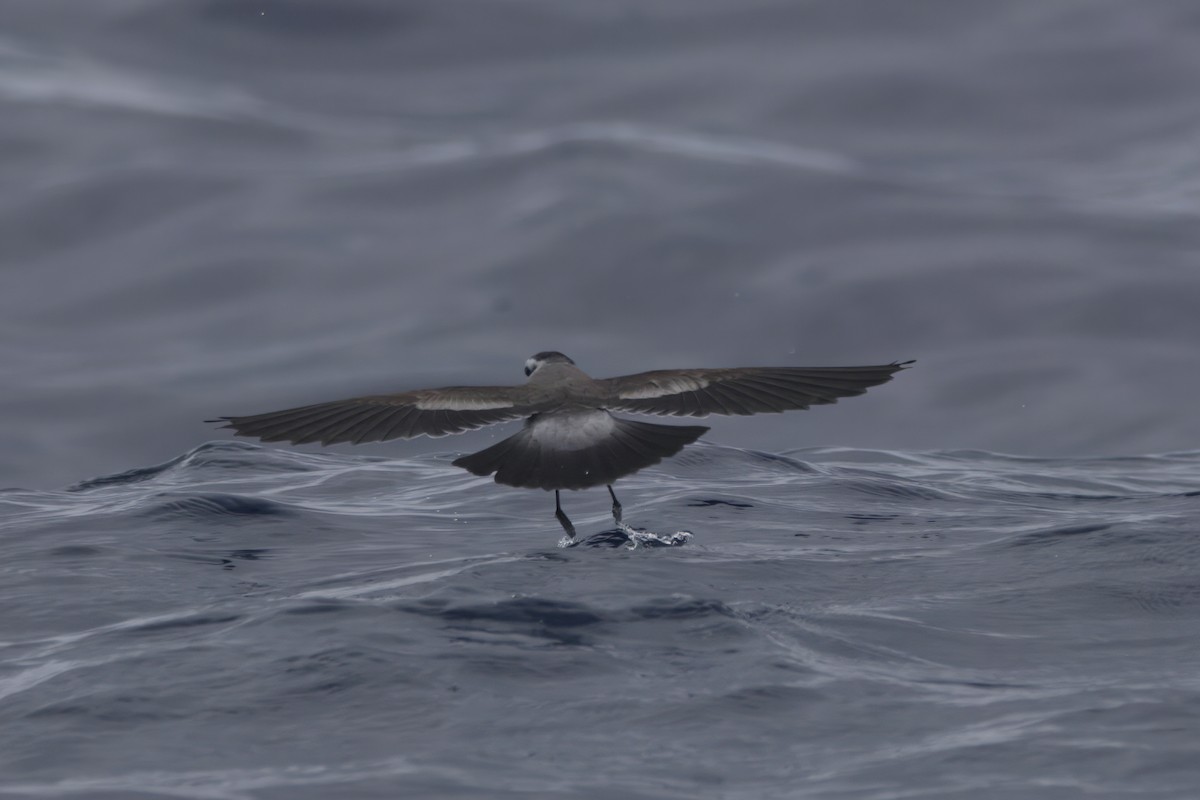 White-faced Storm-Petrel - ML618707593