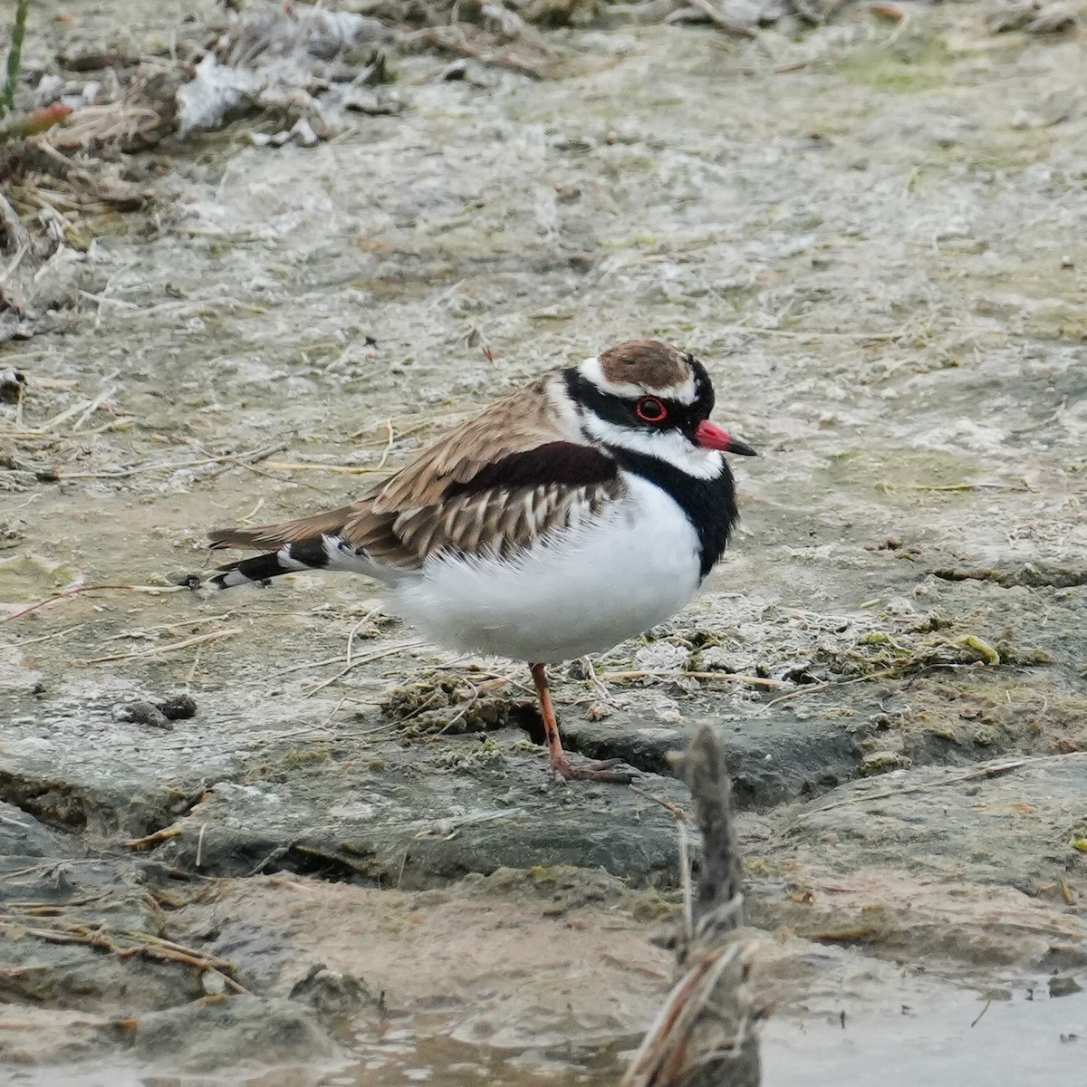 Black-fronted Dotterel - Yingchen Nie