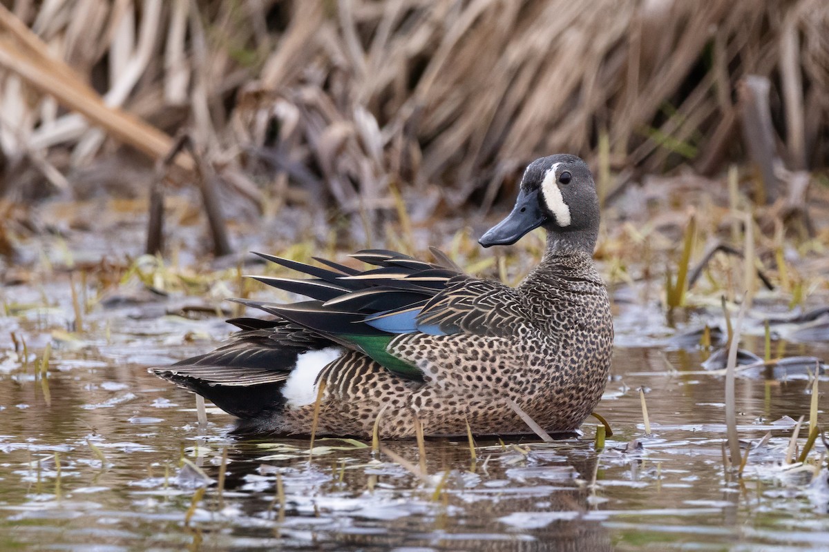 Blue-winged Teal - ML618707612
