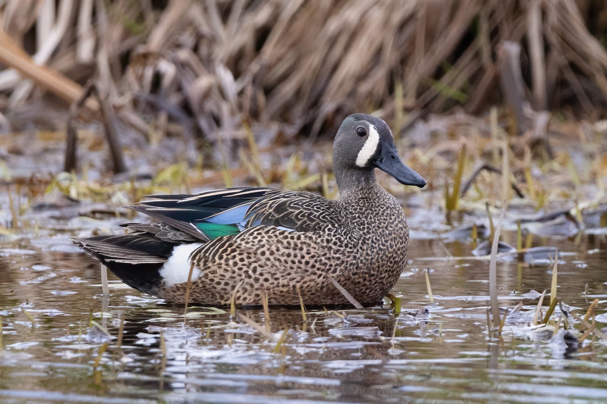 Blue-winged Teal - ML618707613