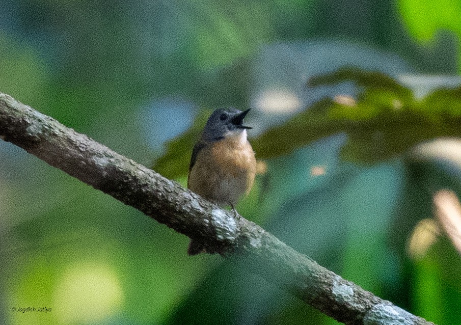 Pale-chinned Flycatcher - ML618707633