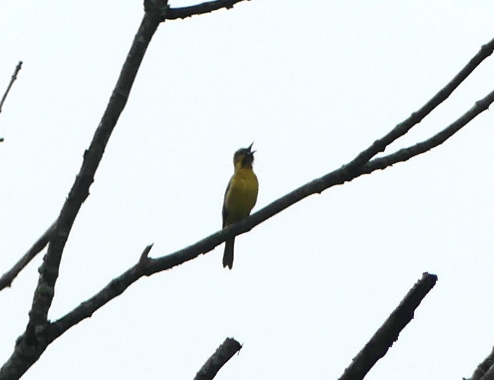 Orchard Oriole - ML618707720