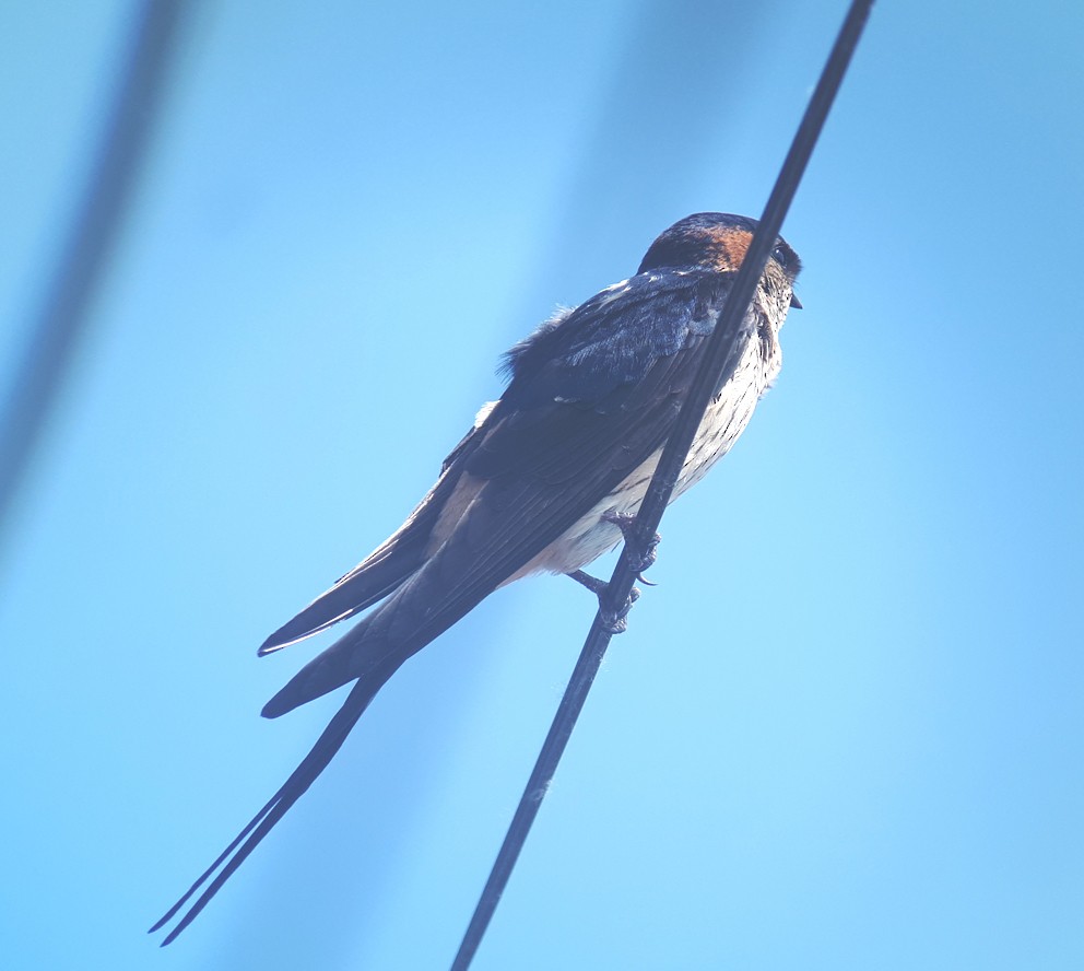 Red-rumped Swallow (Red-rumped) - ML618707725