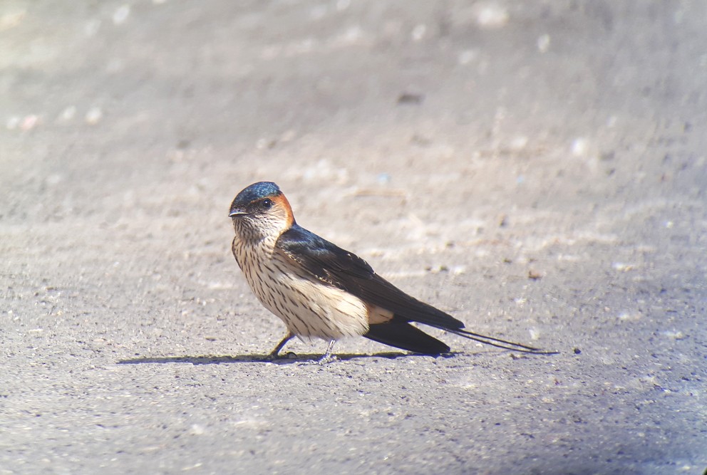Red-rumped Swallow (Red-rumped) - ML618707726