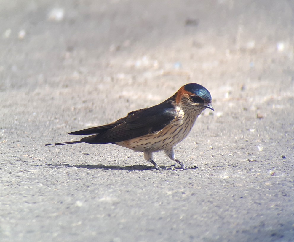 Red-rumped Swallow (Red-rumped) - ML618707727