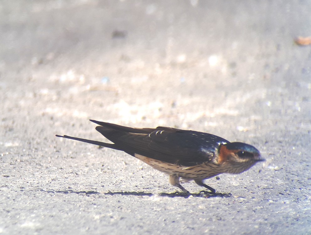 Red-rumped Swallow (Red-rumped) - ML618707728