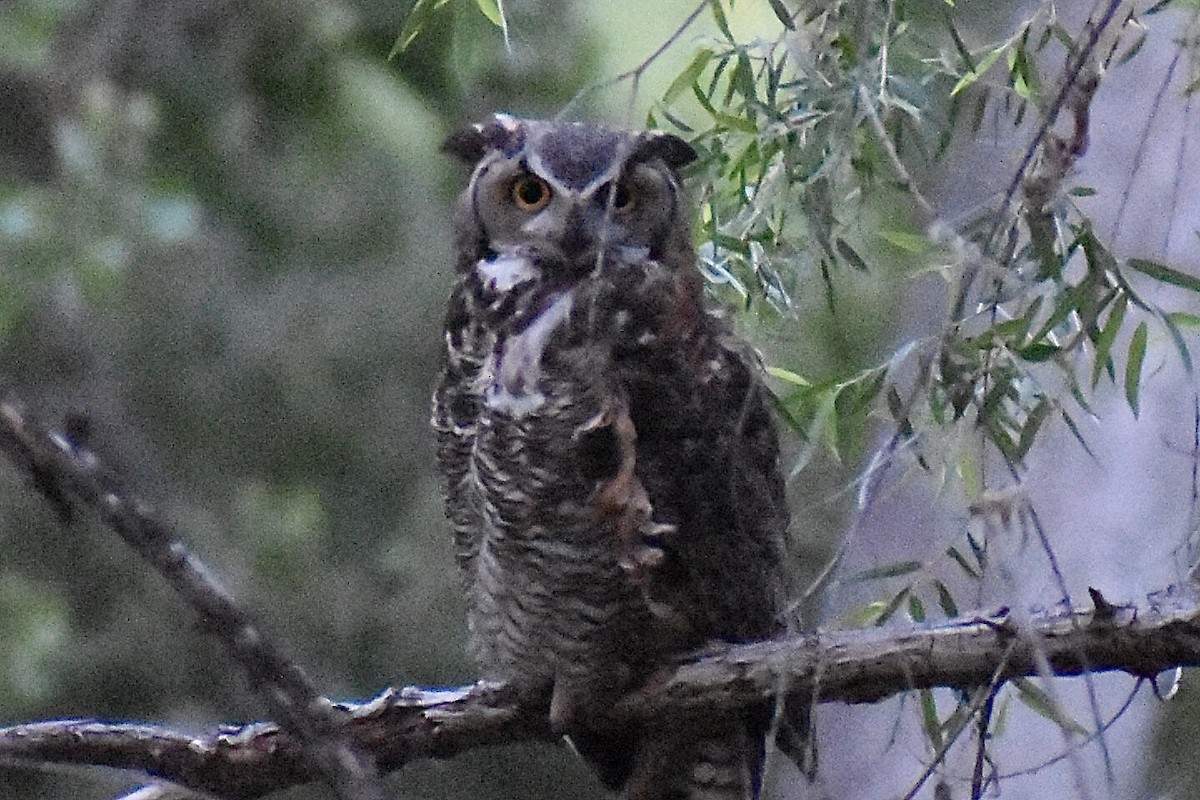 Great Horned Owl - ML618707755