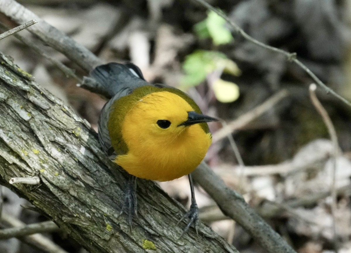 Prothonotary Warbler - ML618707791
