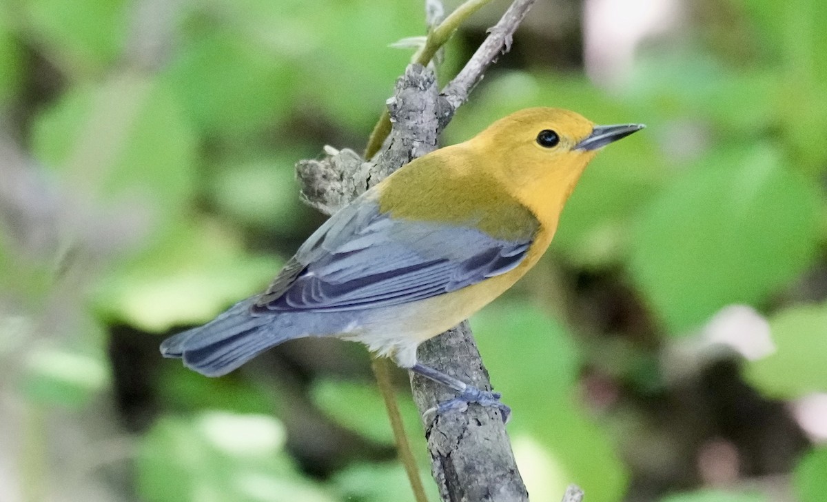 Prothonotary Warbler - ML618707795