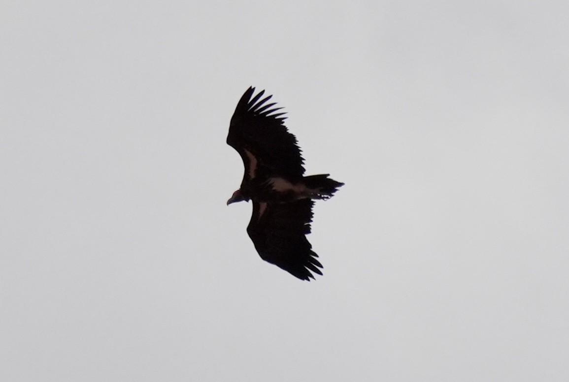 Lappet-faced Vulture - ML618707804