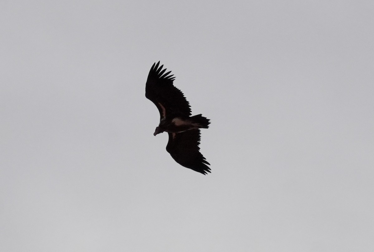 Lappet-faced Vulture - ML618707805
