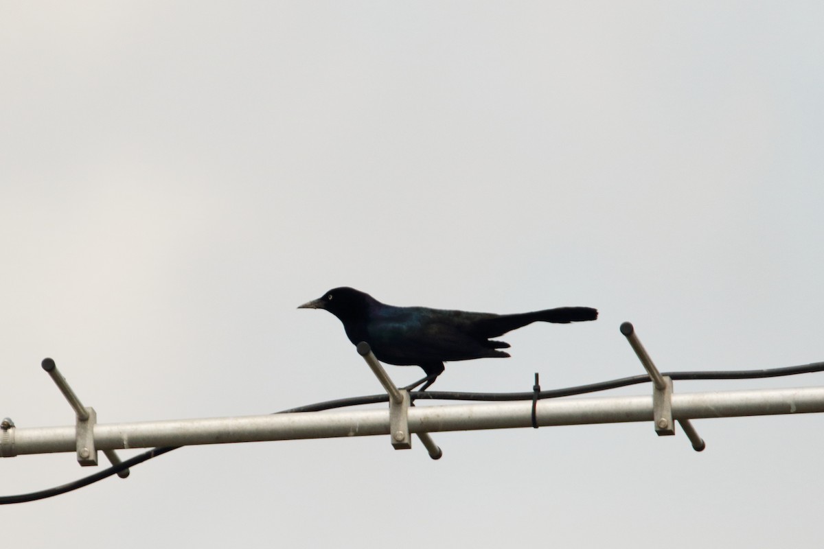 Boat-tailed Grackle - ML618707807