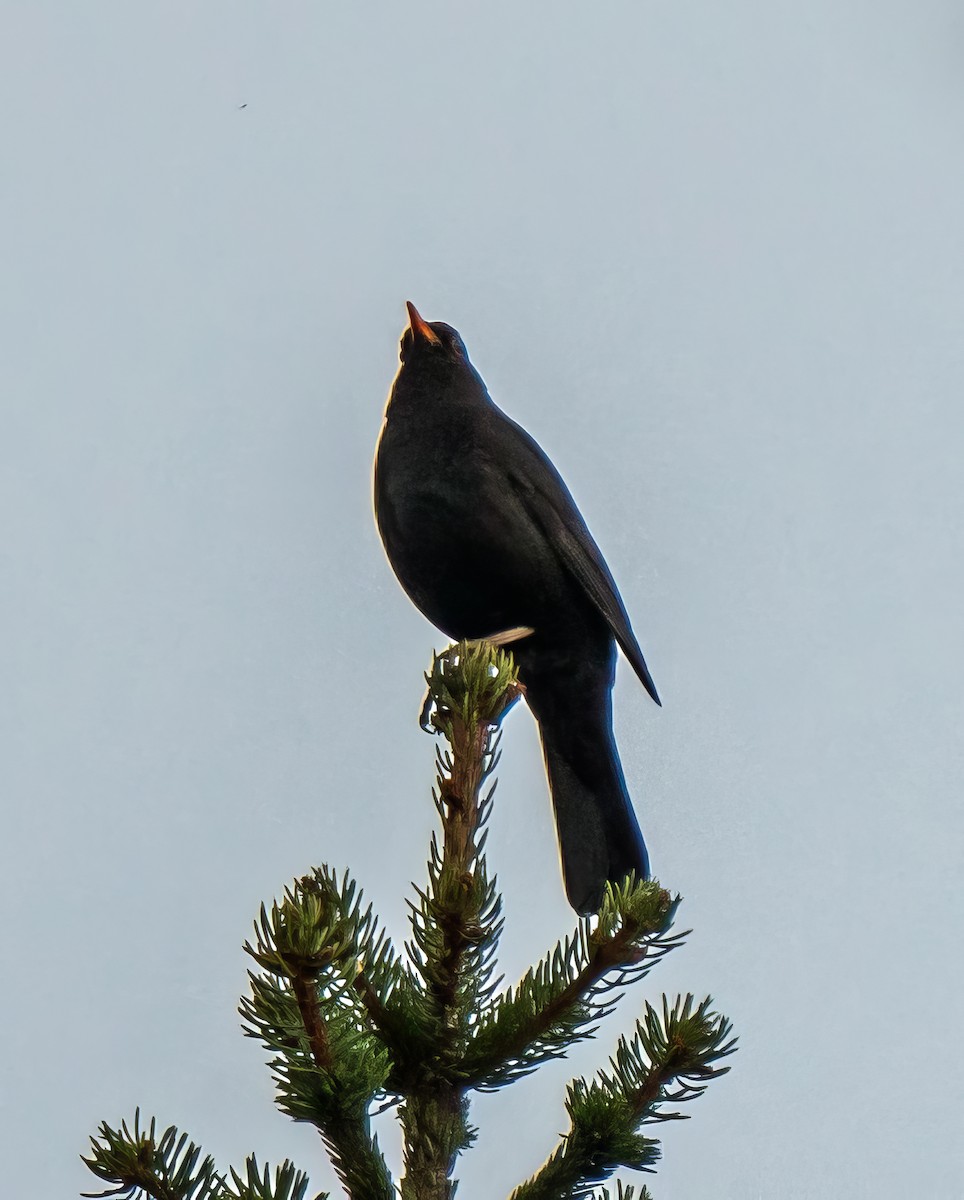 Eurasian Blackbird - ML618707809