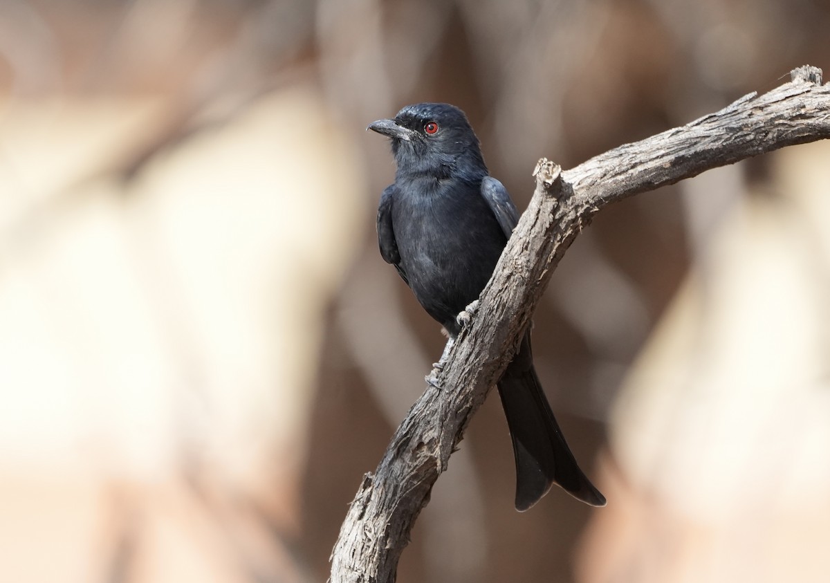 Fork-tailed Drongo - ML618707811