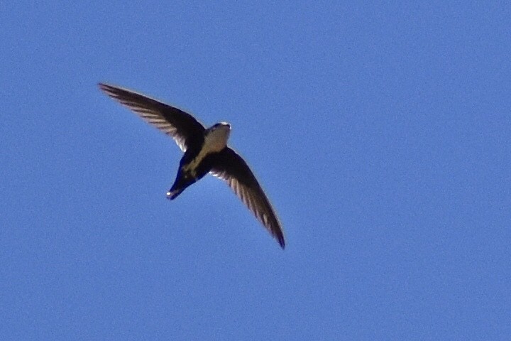 White-throated Swift - ML618707815